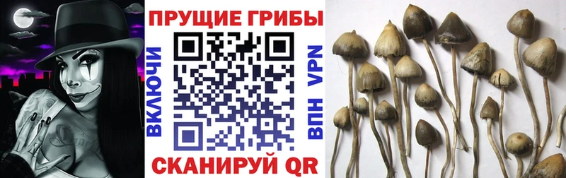 Купить закладки  Зеленокумск  Галлюциногенные грибы Magic Shrooms 